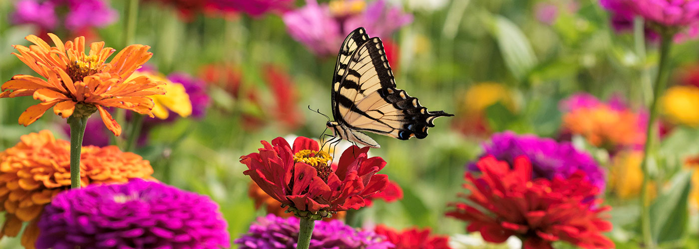 Flowers with a butterfly resting on a red flower.