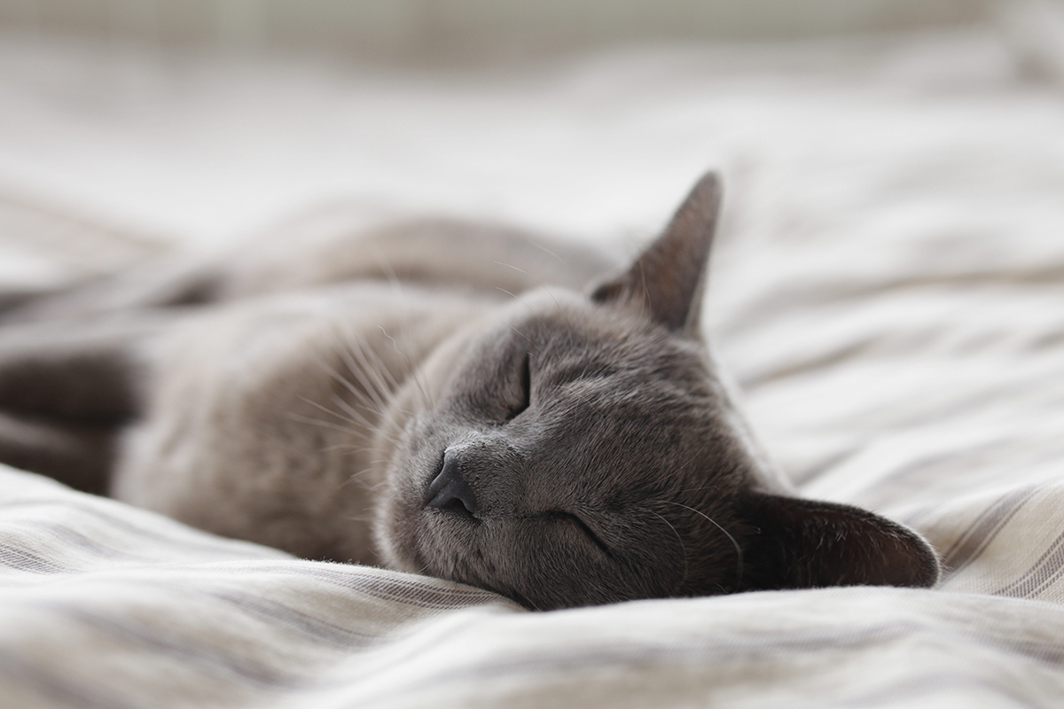 Gray cat enjoying a nap on a bed.