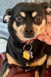 Gabby, a little black and tan dog being pet.