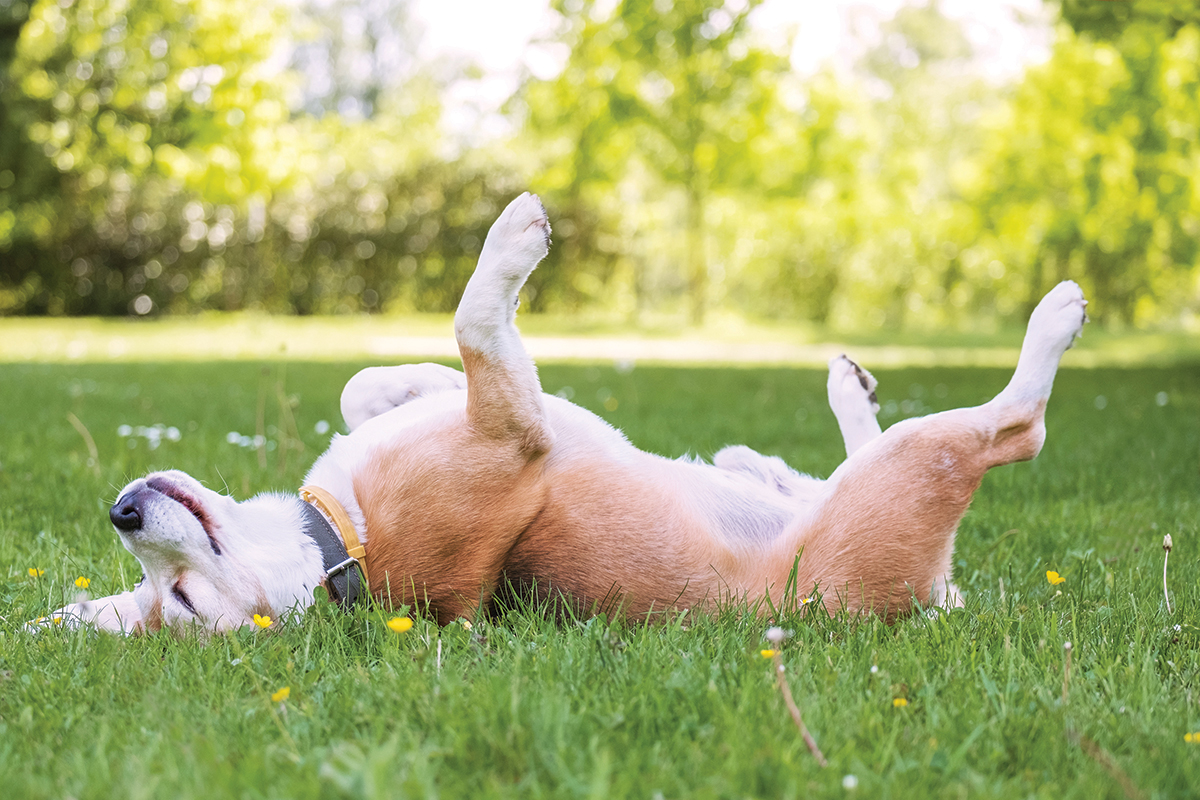 Dog rolling around in the grass at Westerwood.