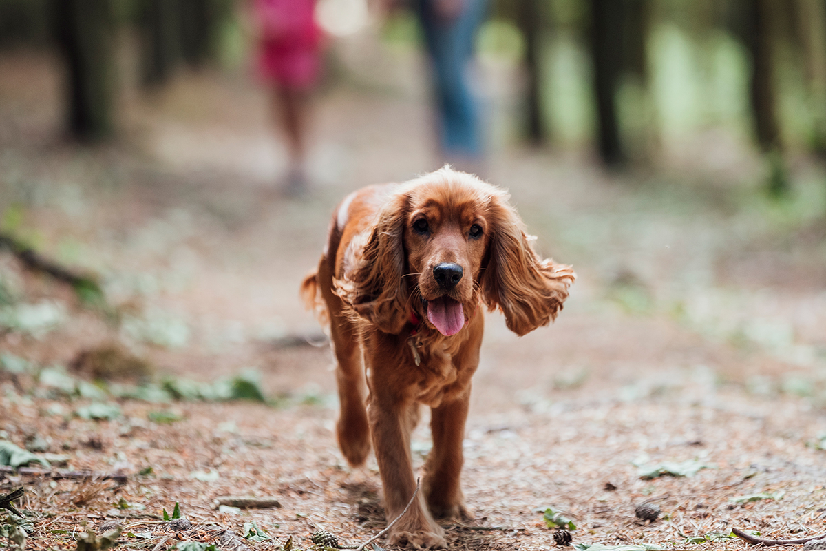 Brown dog running down a wooded trail.