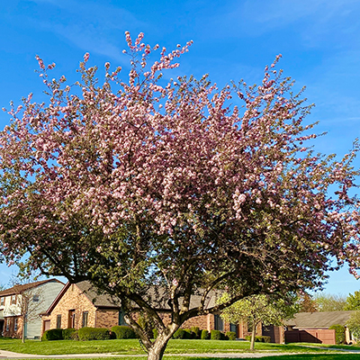 gardeners and landscape designers planted trees, shrubs, and flowers