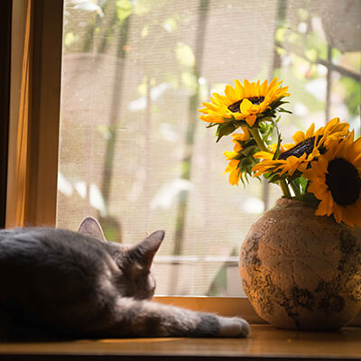 pet friendly senior care facility
