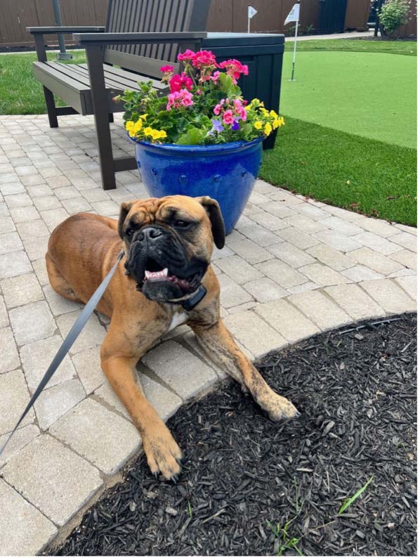 Dog Resting on a Patio