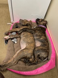 Two Dogs Sharing a Pet Bed