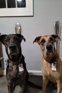 Dogs
